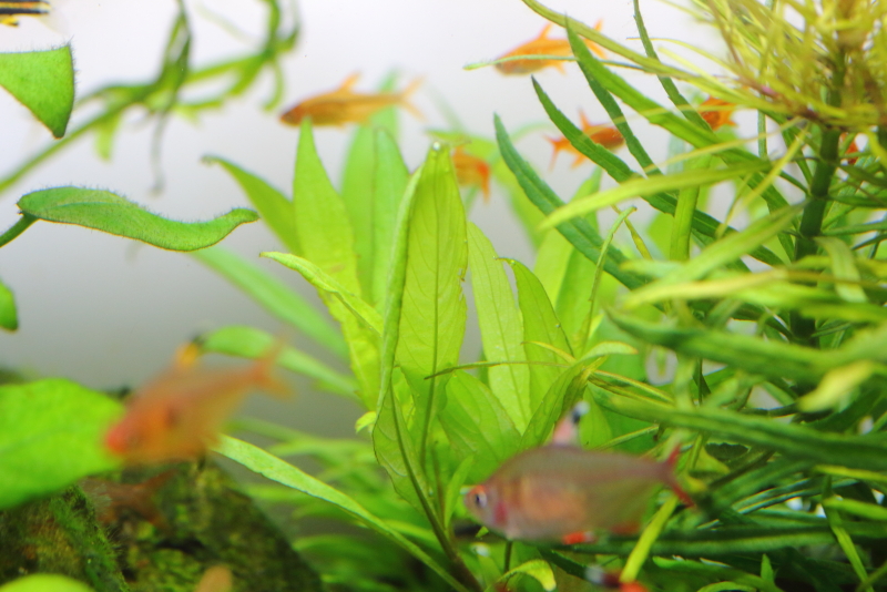 植栽から16日目　ニューラージリーフハイグロ